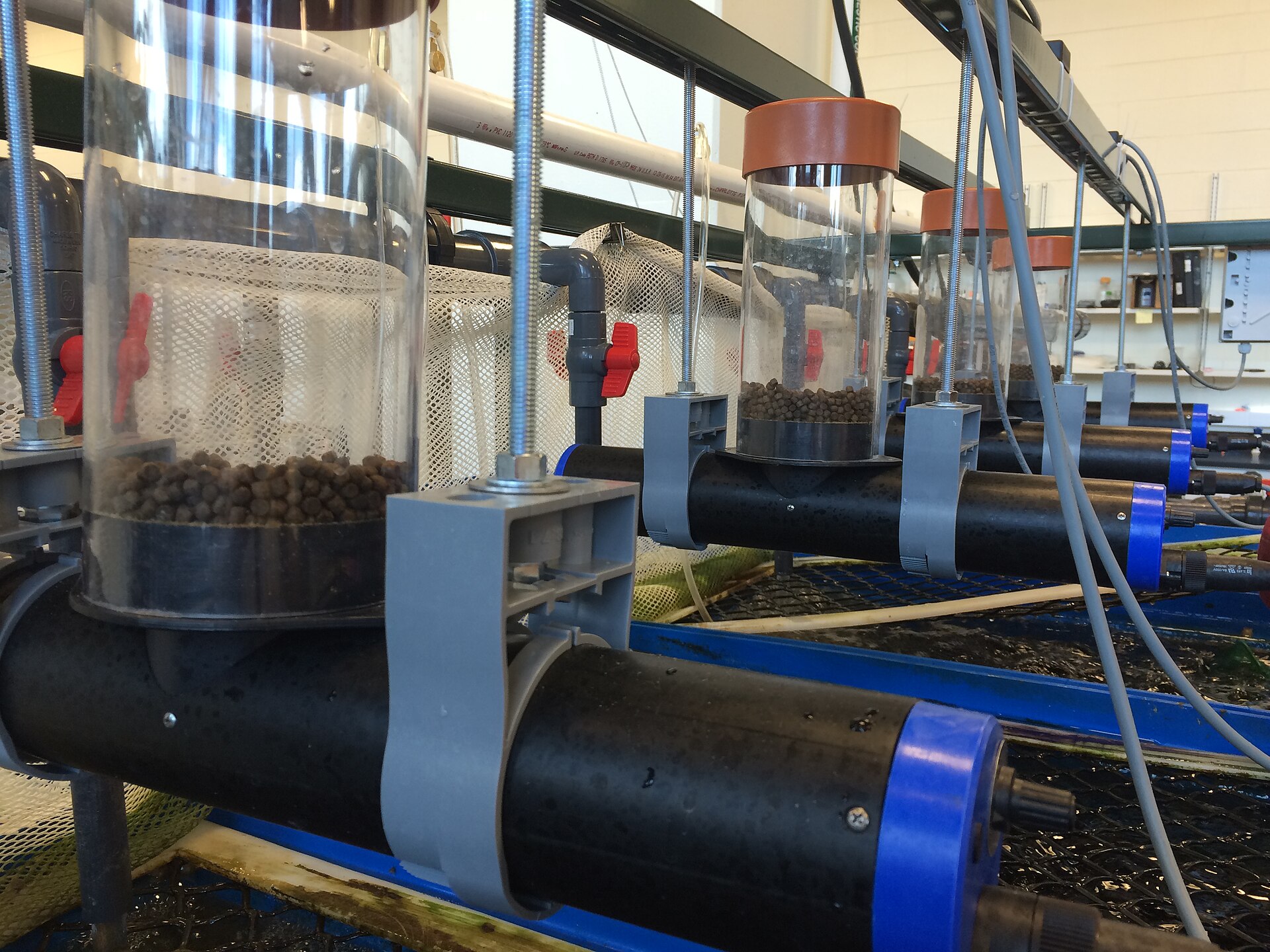 Ration is dosed into tanks, then into cages — not dumped over the rail.